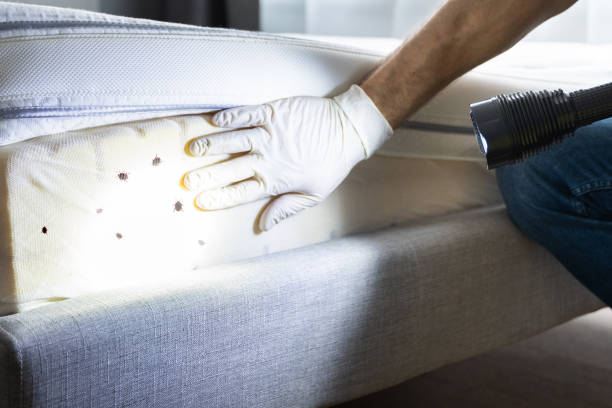 Flea Control Services in Tamalpais Homestead Valley, CA