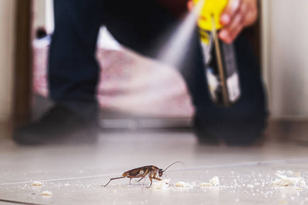 Best Wasp Removal Services  in Tamalpais Homestead Valley, CA